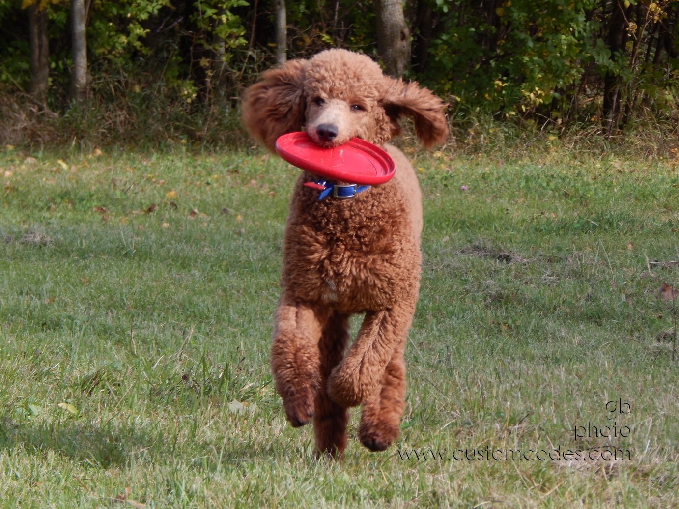 frisbee_20141019
