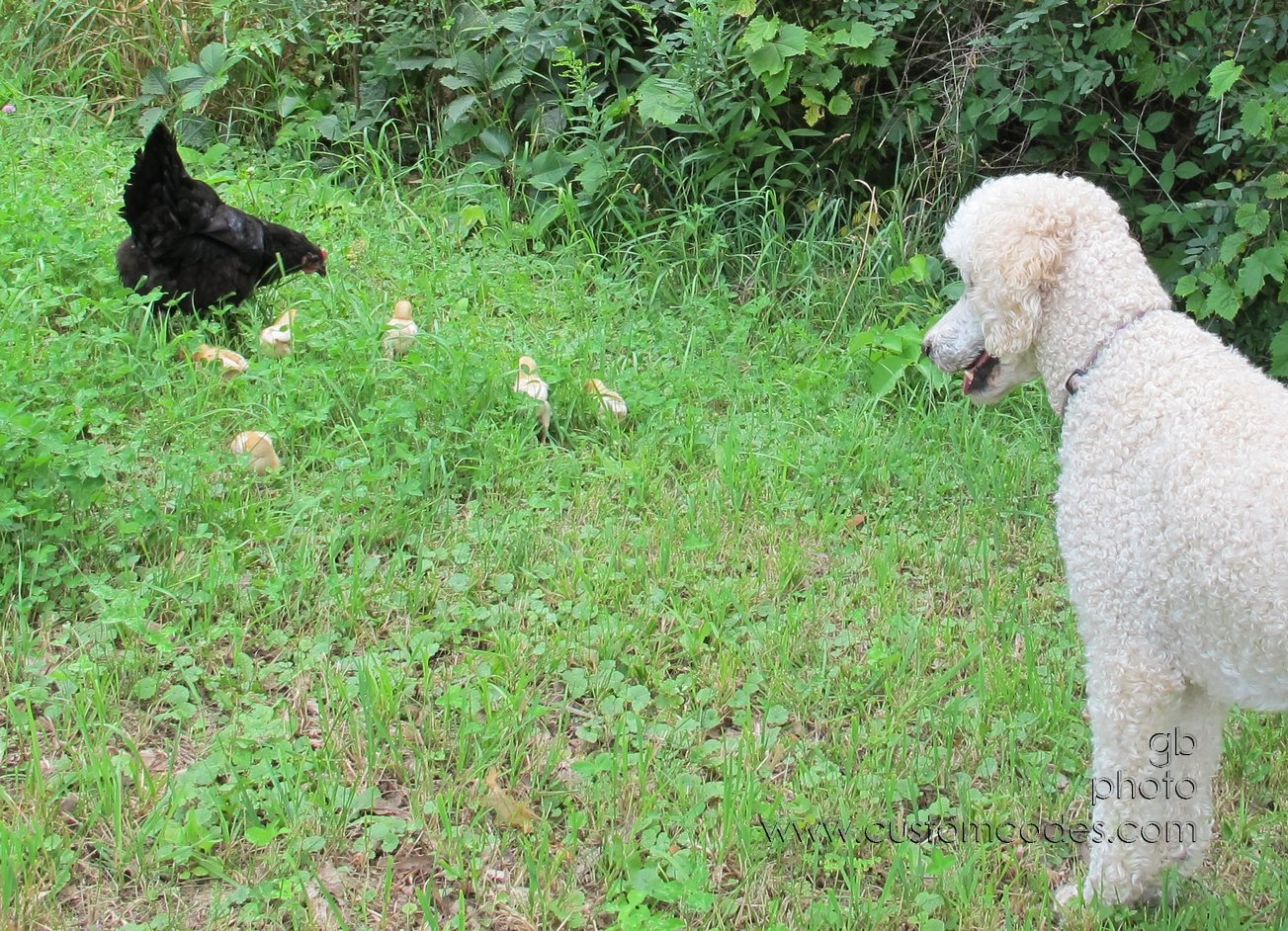 ElwoodChickPatrol_20140803