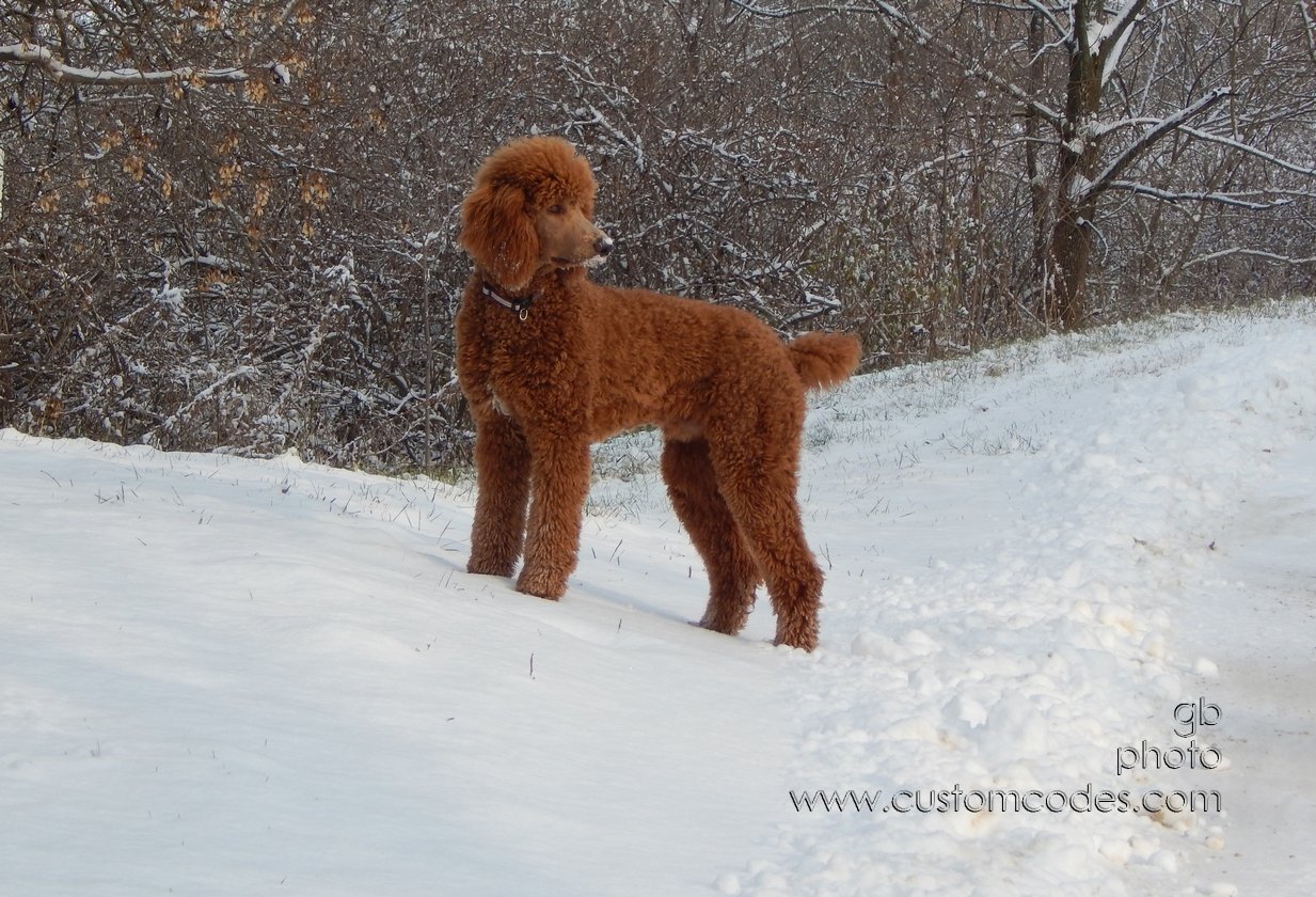 CiCoch_20141116_driveway