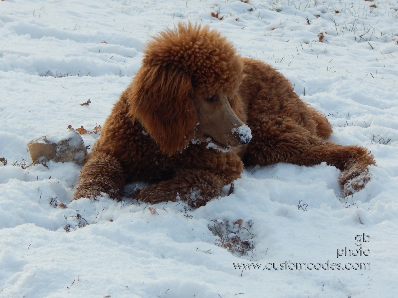 CiCoch_20141116_Relaxing