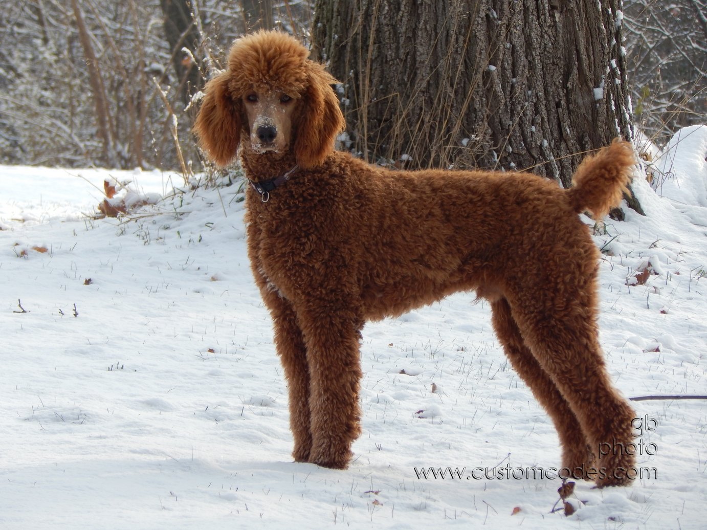 CiCoch_20141116