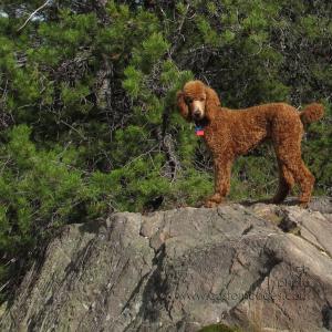CiCochMountainDog