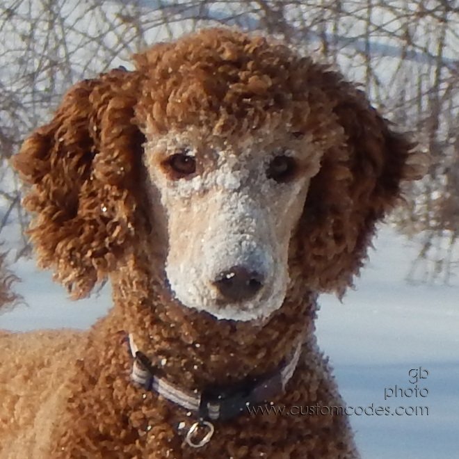 CiCoch_20150203SnowyNose_cr