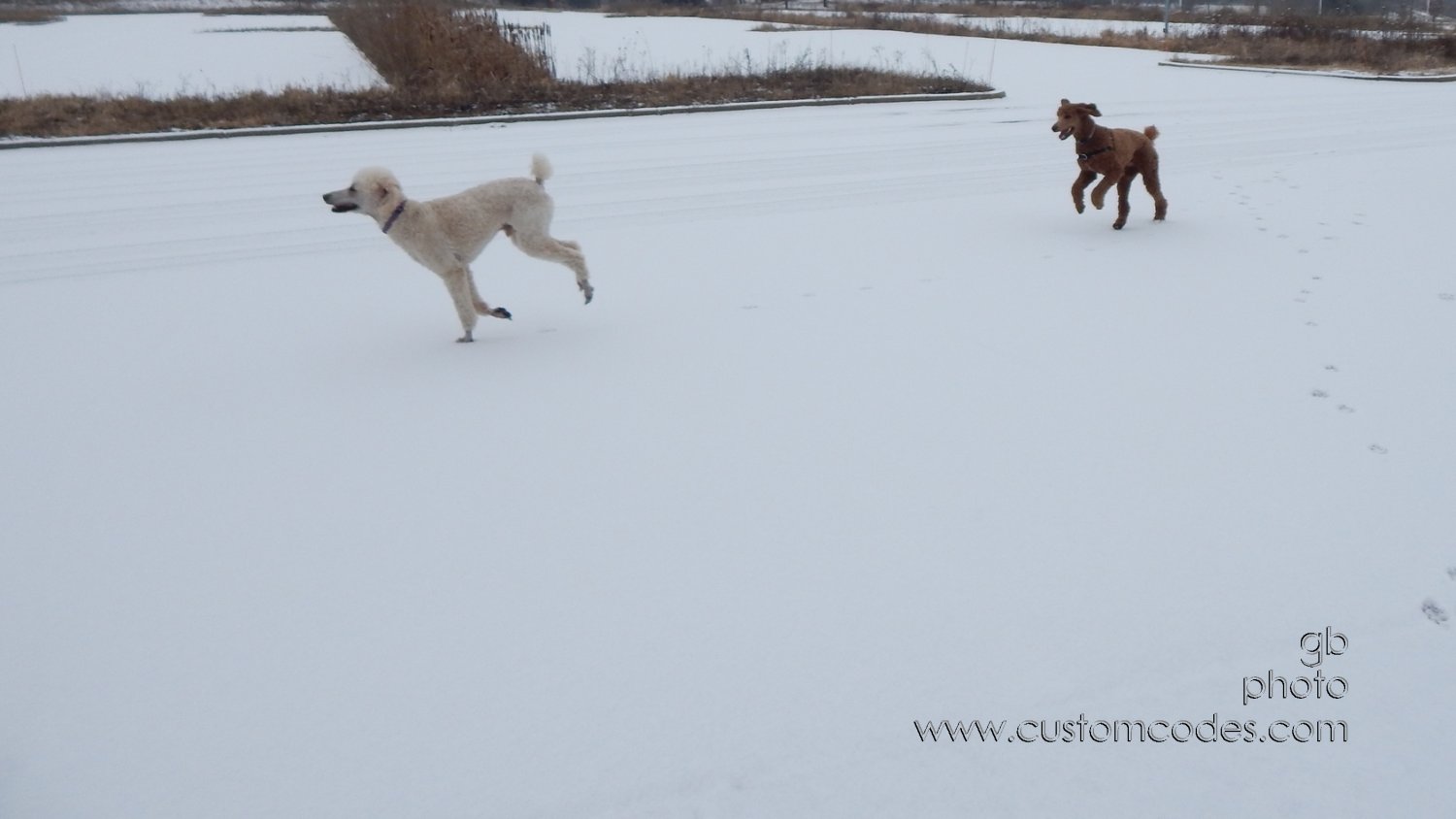 CiCochElwoodZoomies_20150103