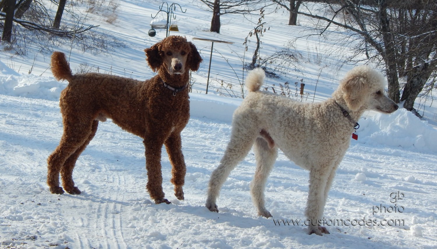 ElwoodCiCoch_20150203_cr