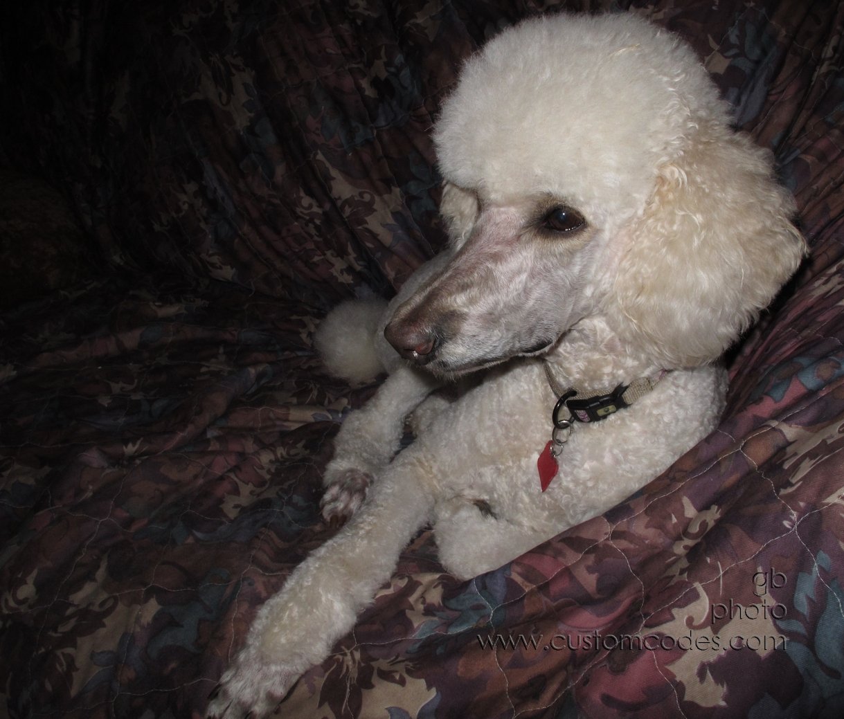 Elwood_20150311