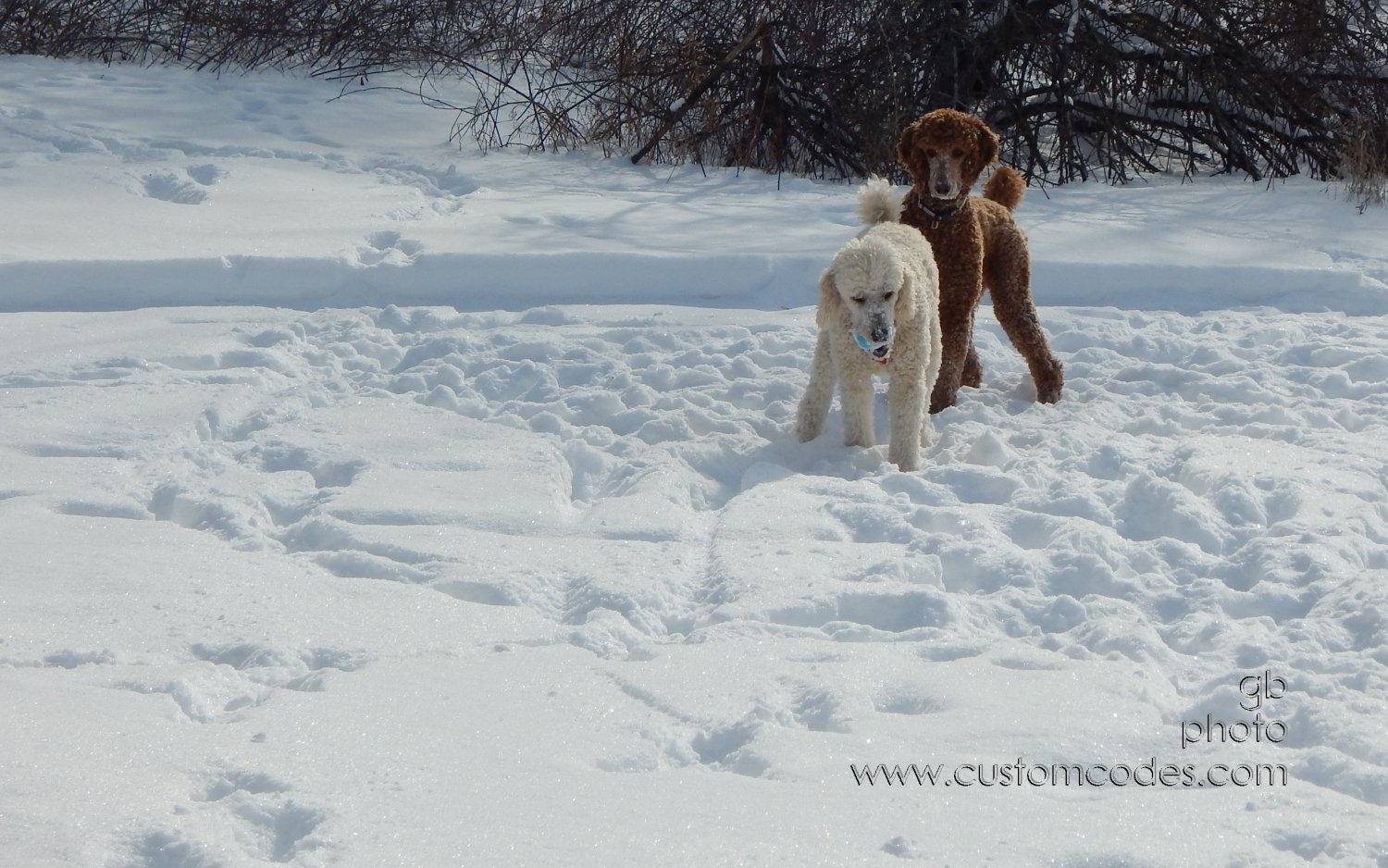 ElwoodFoundIt_20150204