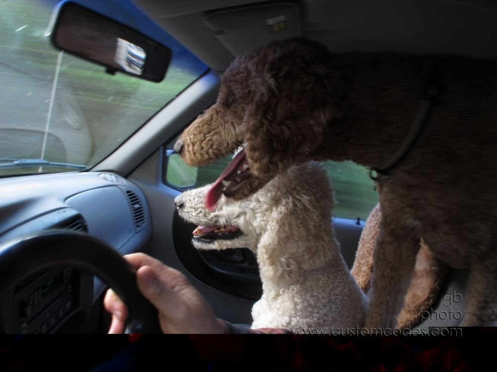 joyRide_20140625