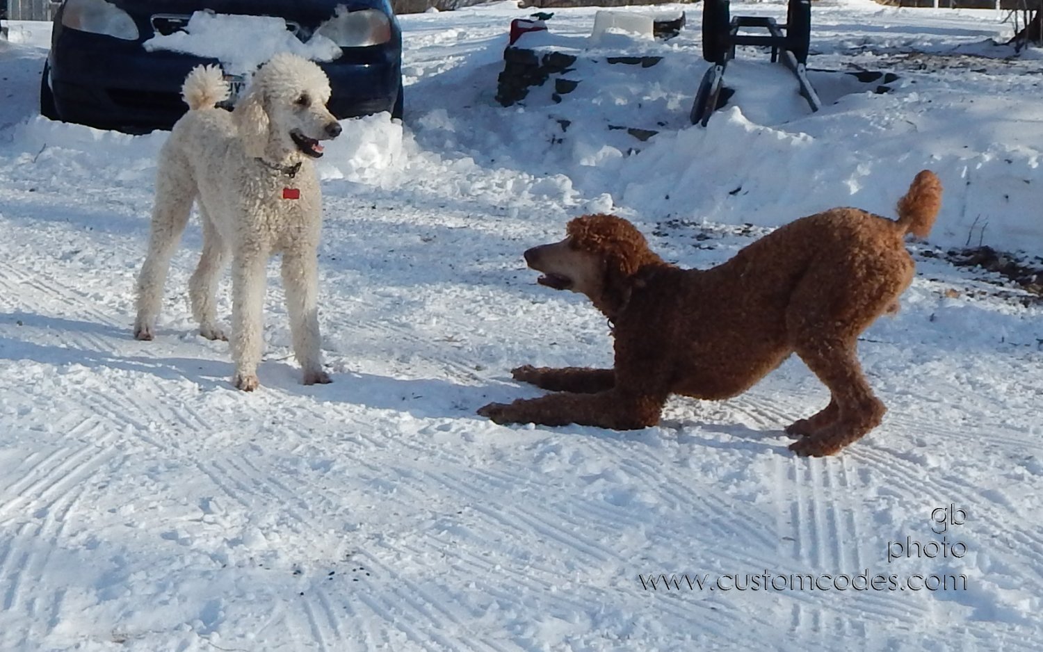 PlayBow_20150203