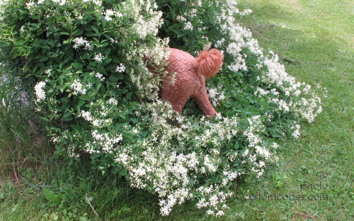CiCochInTheBugHotel_20150607