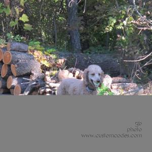 CiCoch_20151011-3