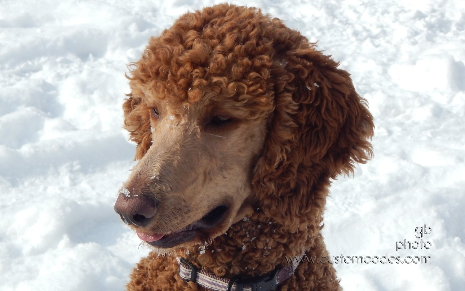 CiCoch_20150204_smiling