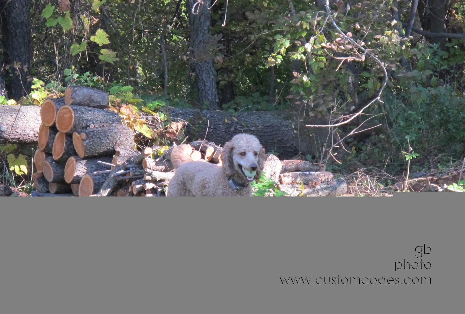 CiCoch_20151011-3