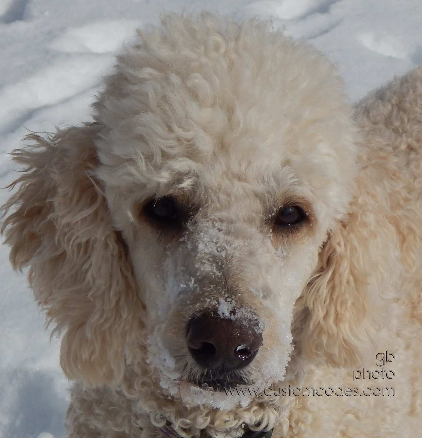 Elwood_20150204_cr