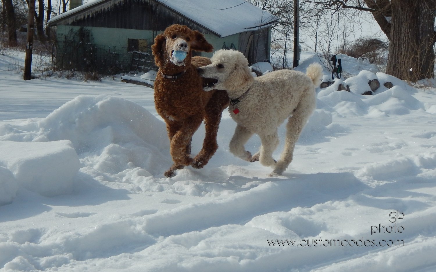CiCochElwoodZoom_20150204