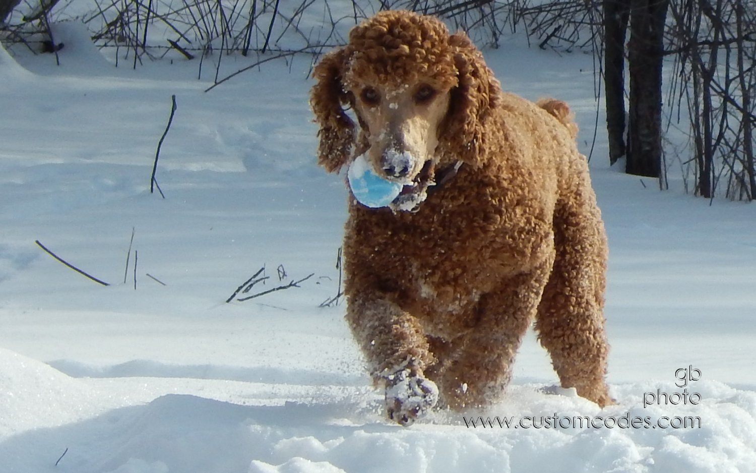 CiCochsGotIt_20150204