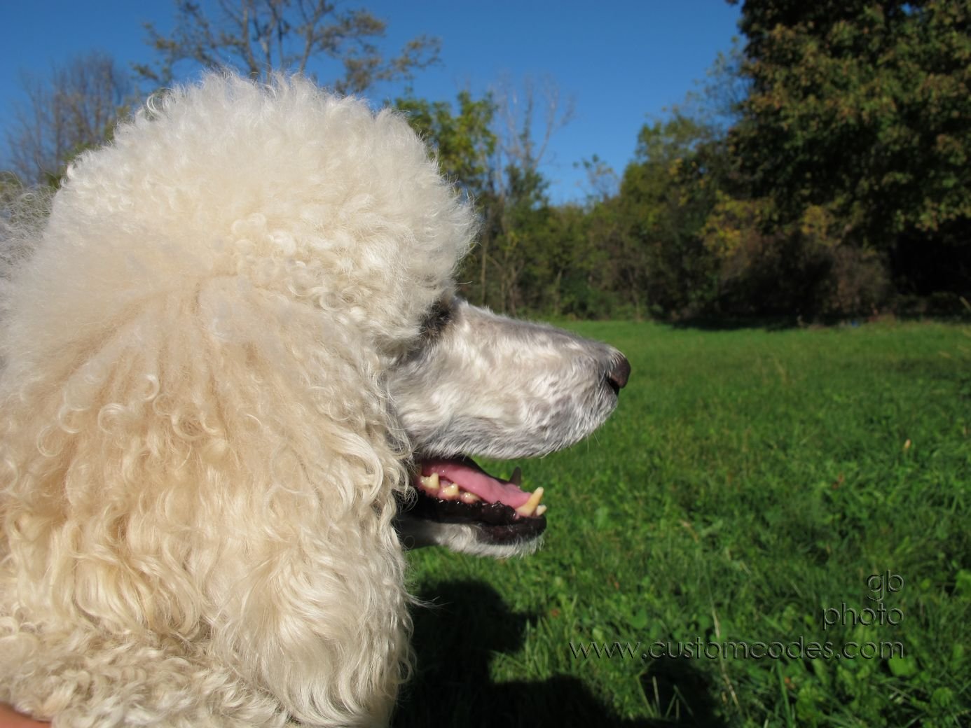 Elwood_20151011