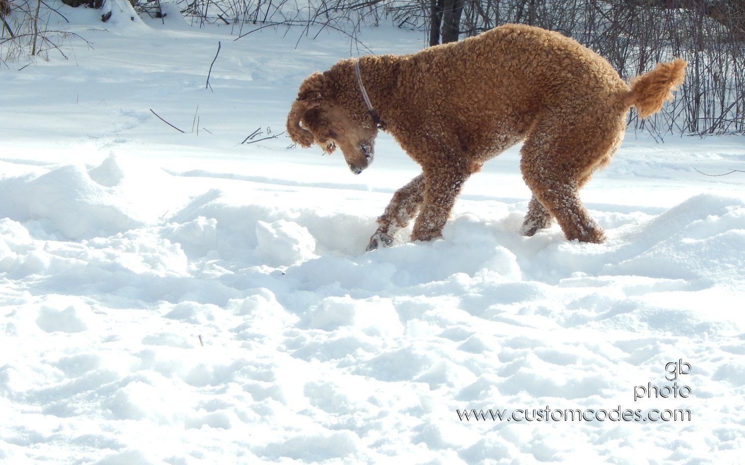 CiCochDigging4Gold_20150204