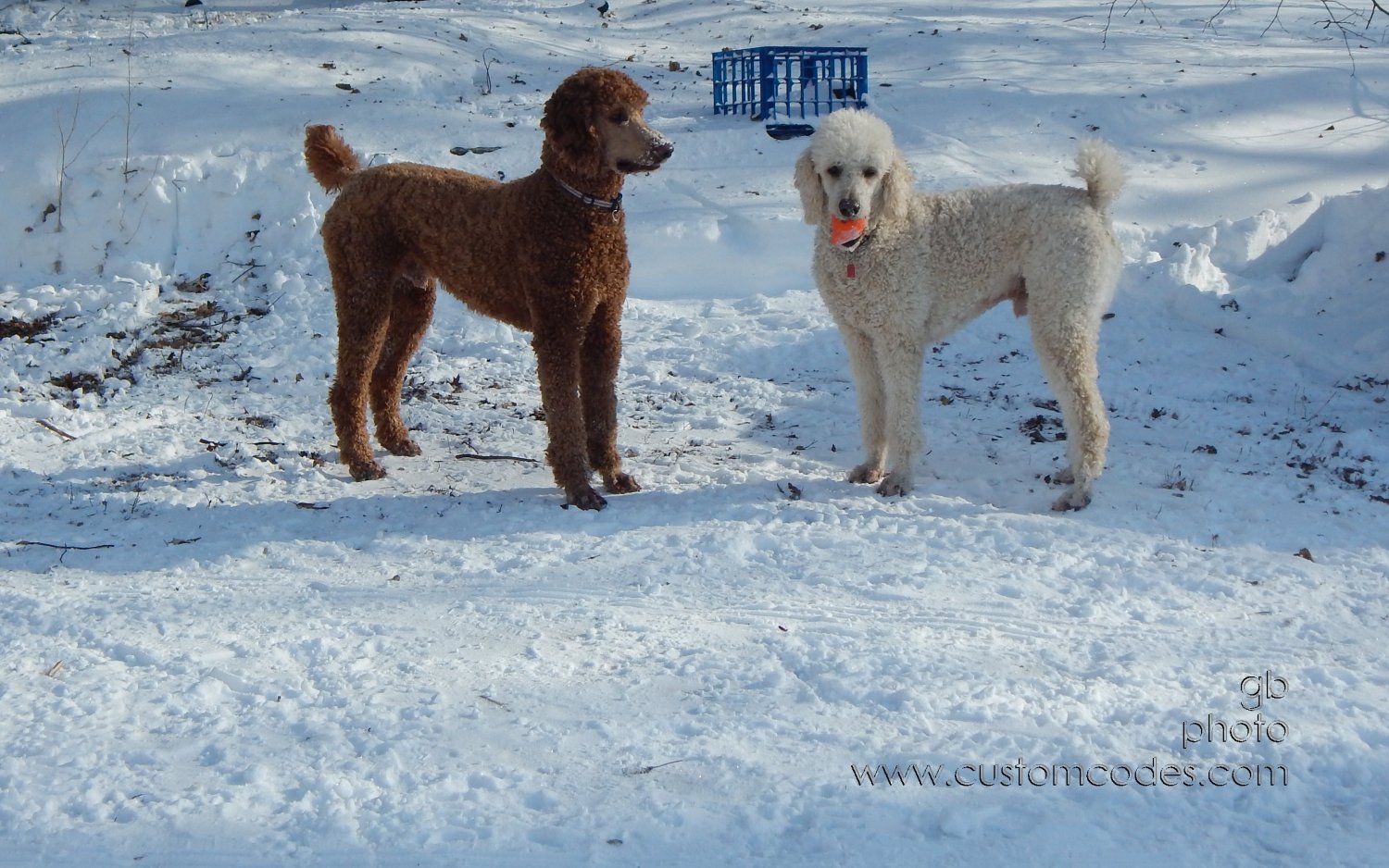 CiCoch_Elwood_20150203
