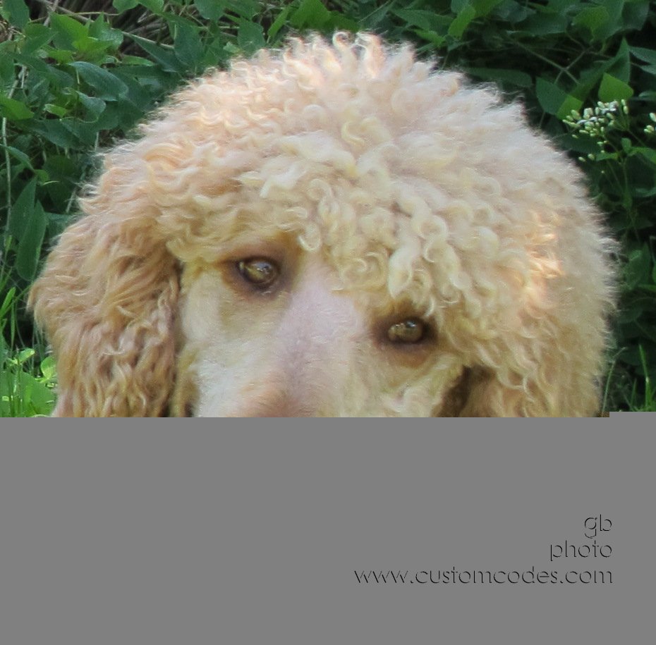 CiCochHeadShot_20160605