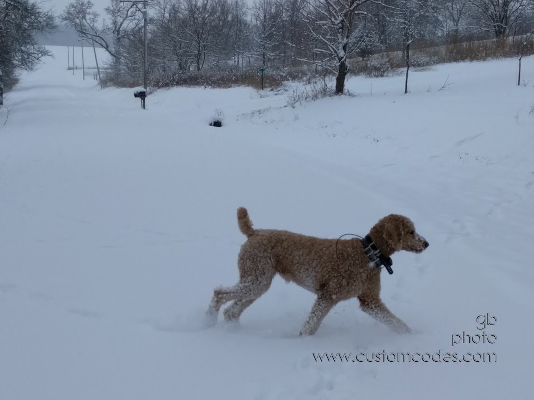 CiCoch_20161211