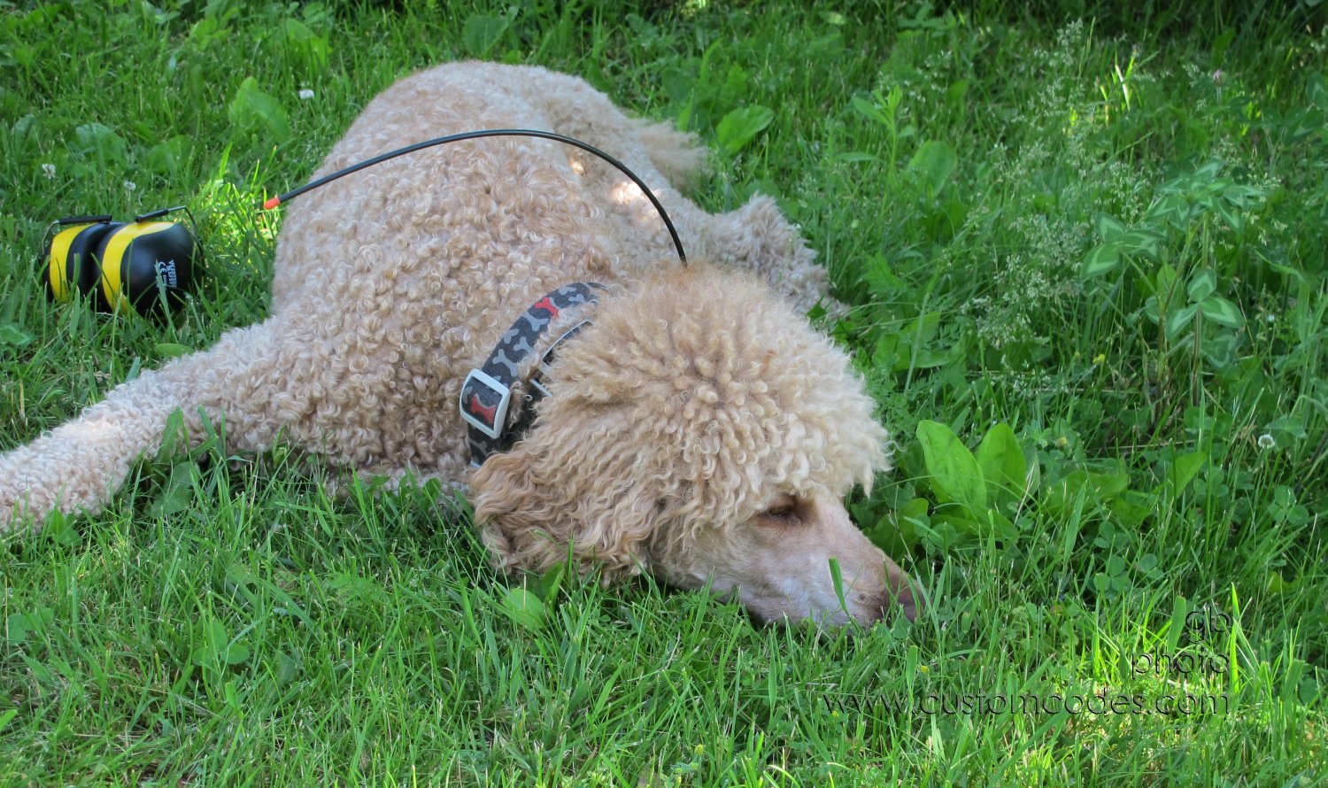 CiCochWired_20160605