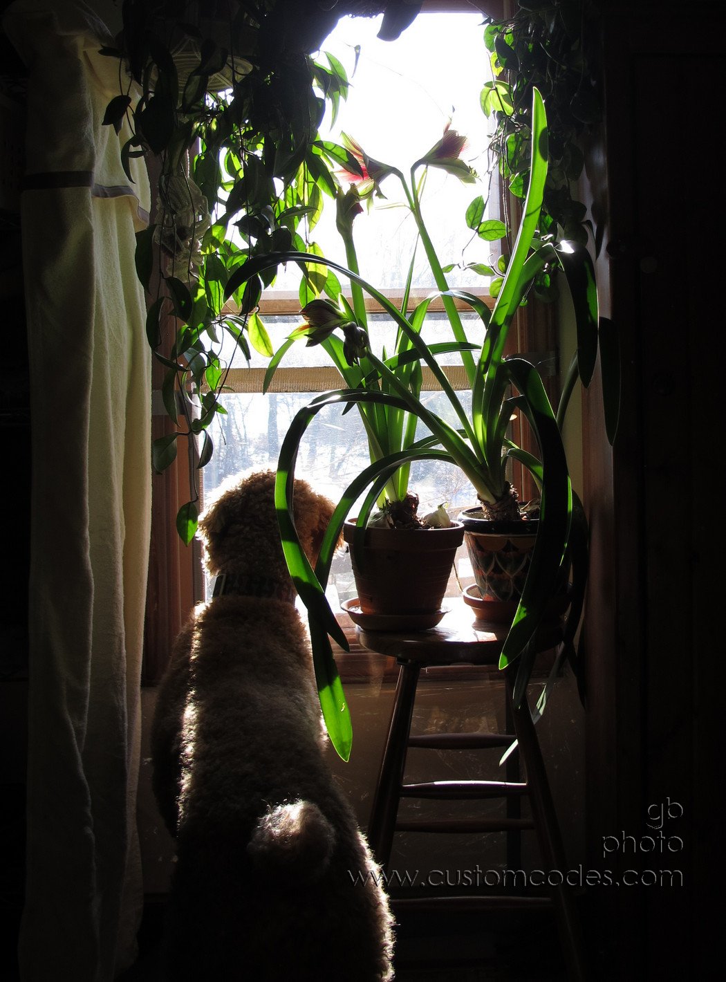 CiCoch_SquirrelWatching_20170108