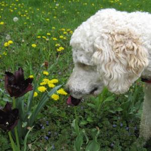 ElwoodSniffingTulips