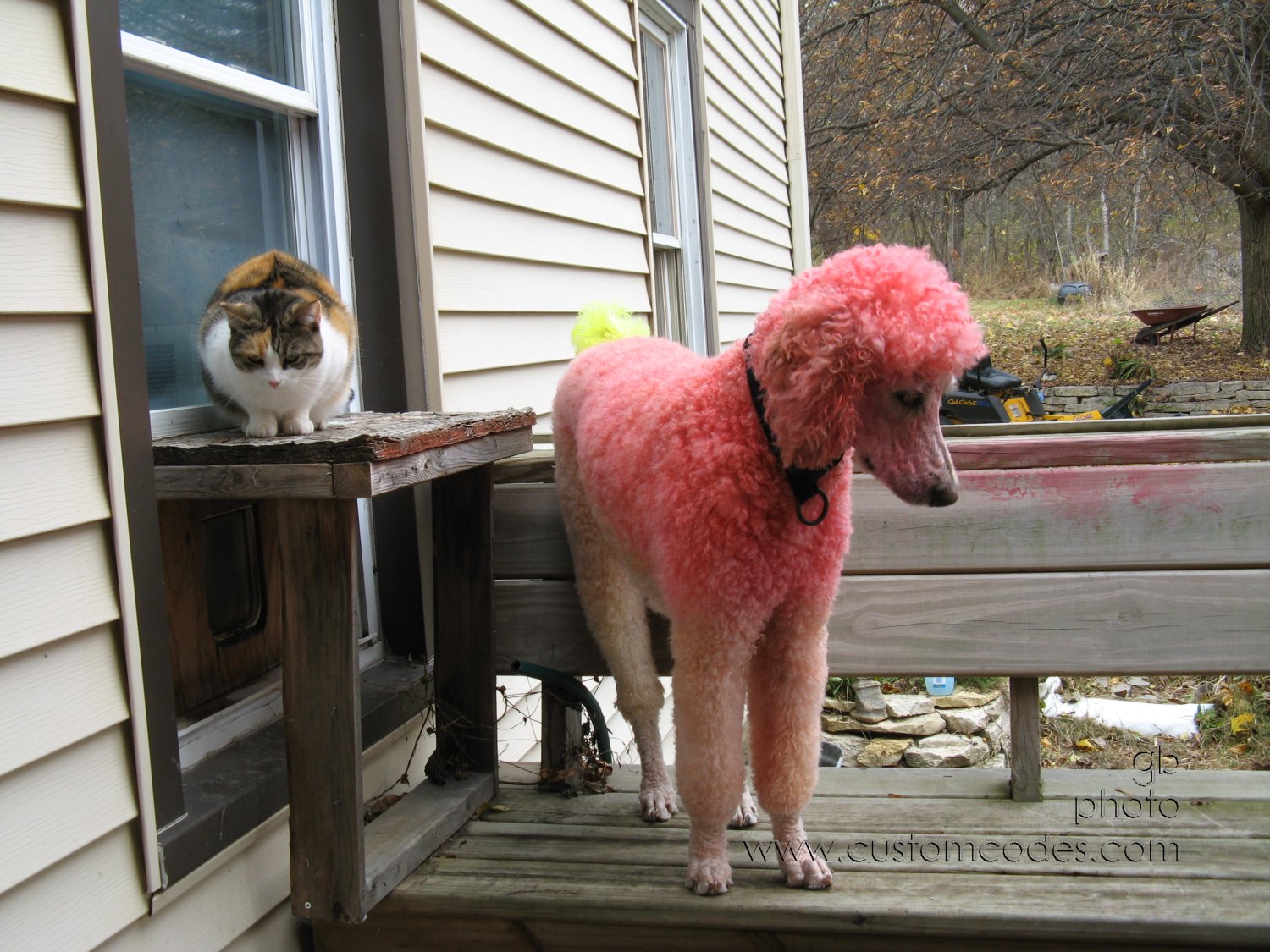 PinkAndOrange