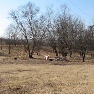 elwoodBlendingIn090316
