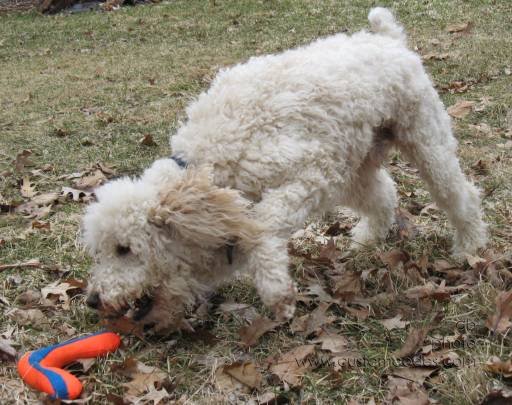 elmofetching_090325