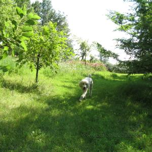 ElwoodByDawnRedwood