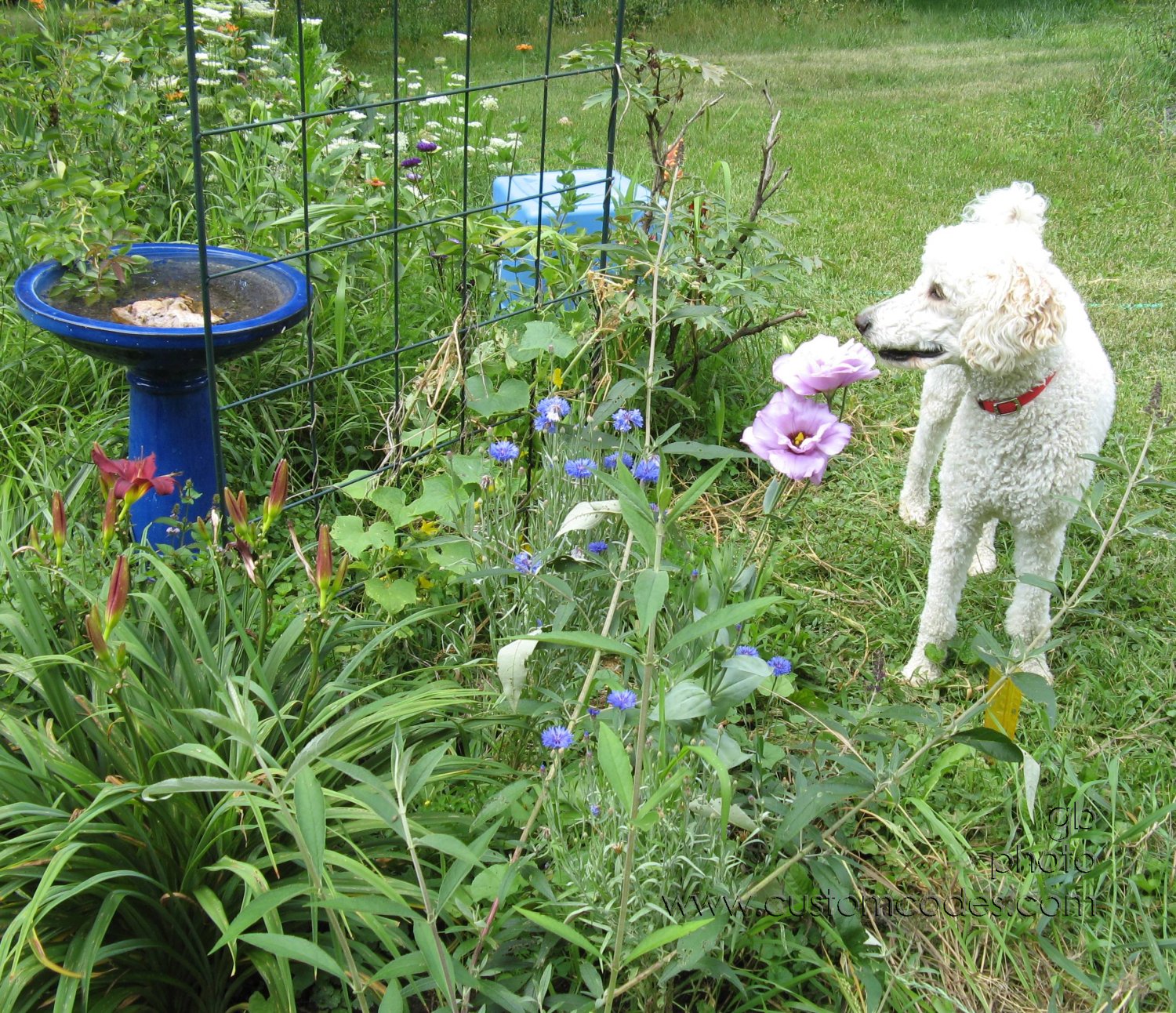 ElwoodWatchingBeesBathe