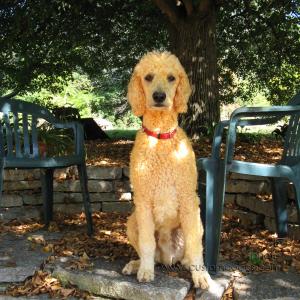 ElwoodPrettyInOrange