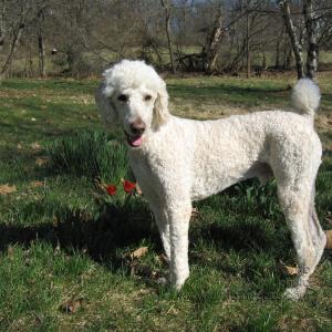 Elwood20100403