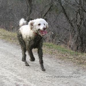 20100331GreenMuck