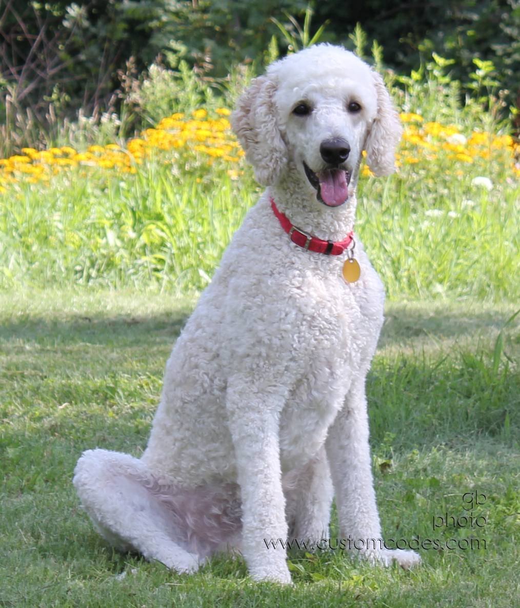 2010_07_25_Elwood