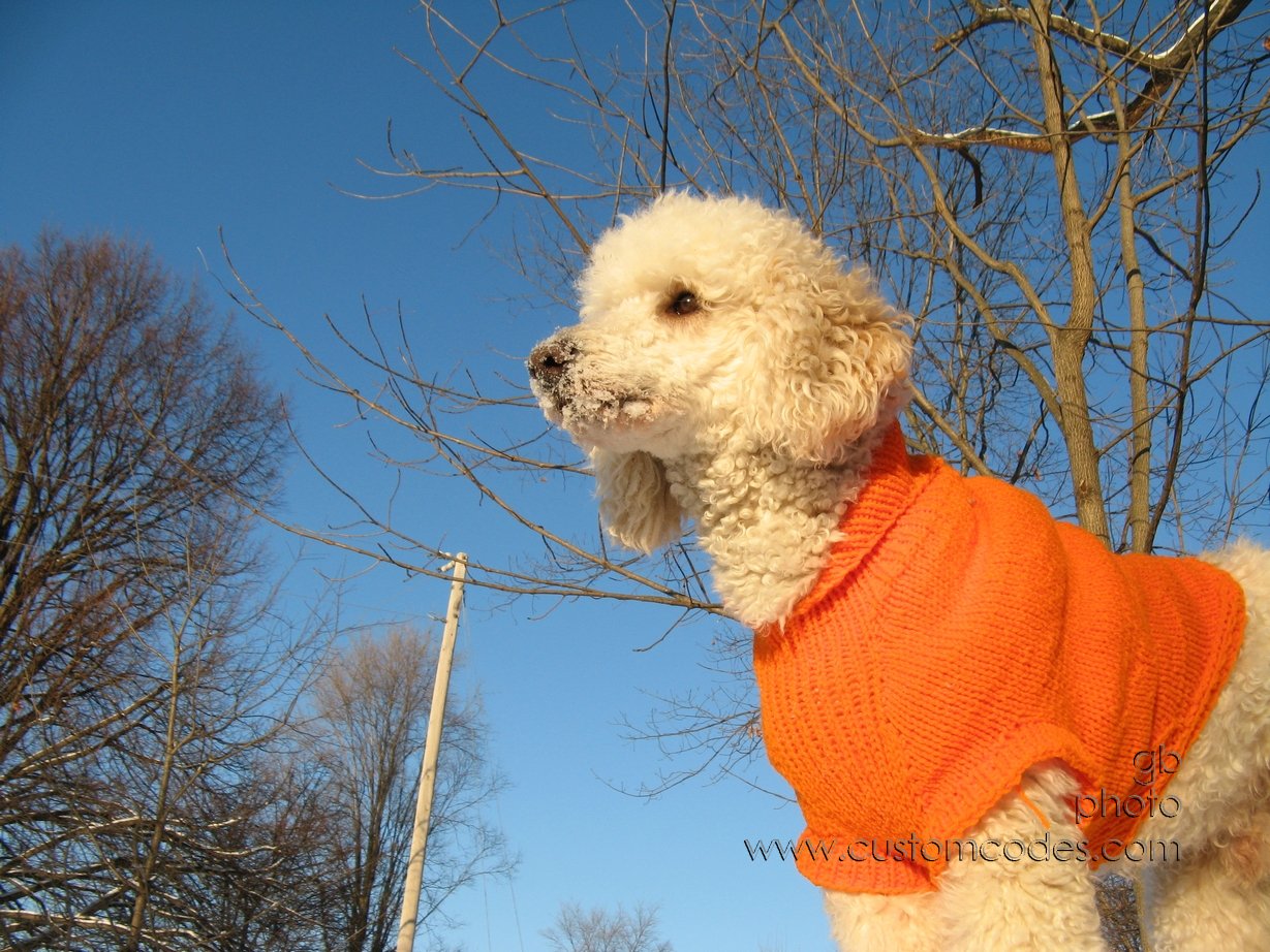 NotADeer_20101205
