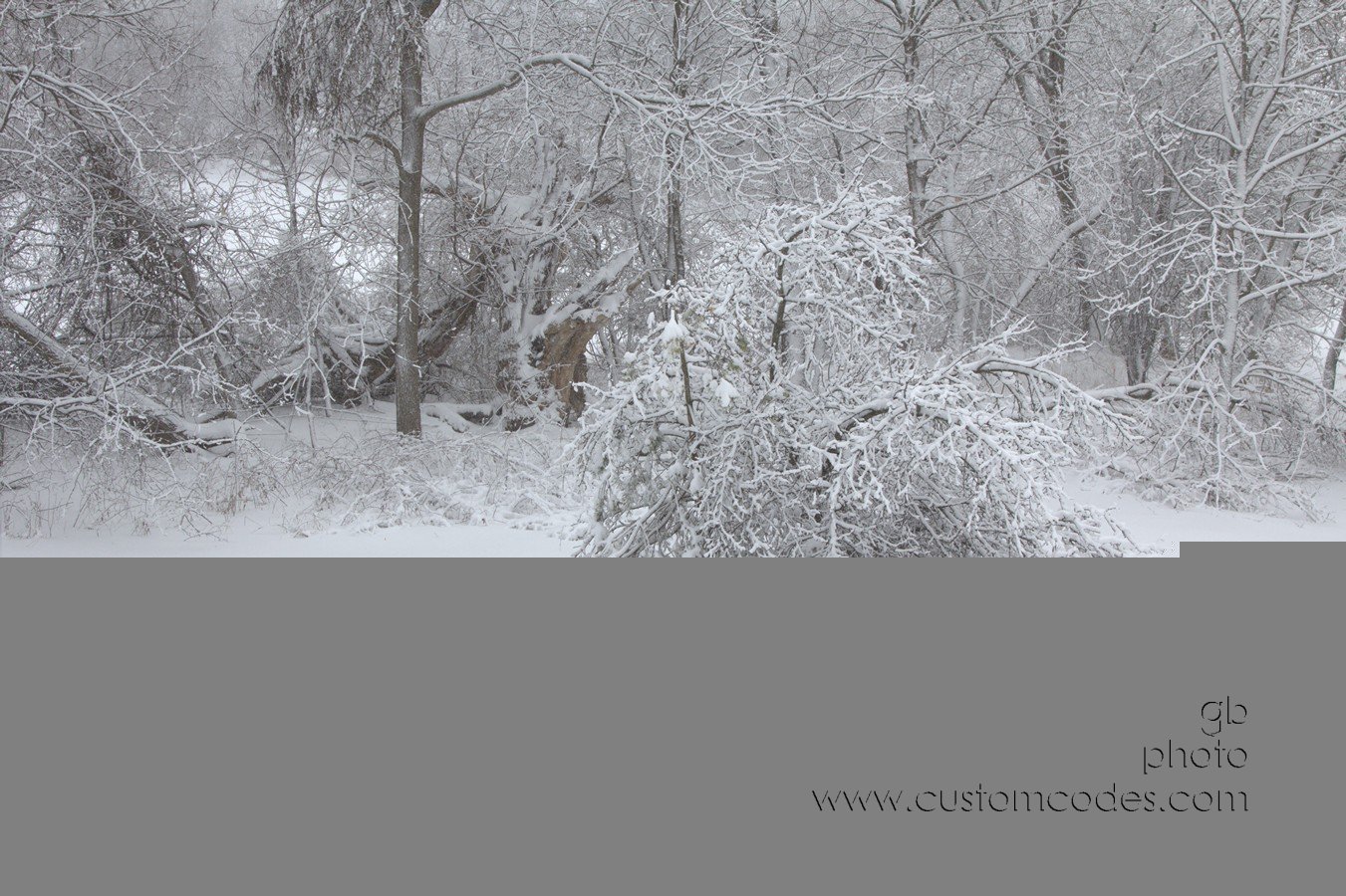 doginsnow 048