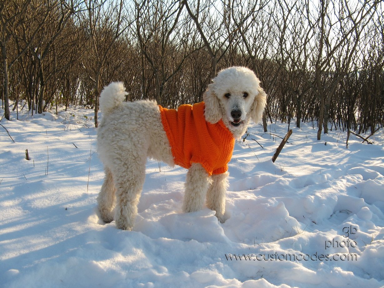 Elwood_20101205