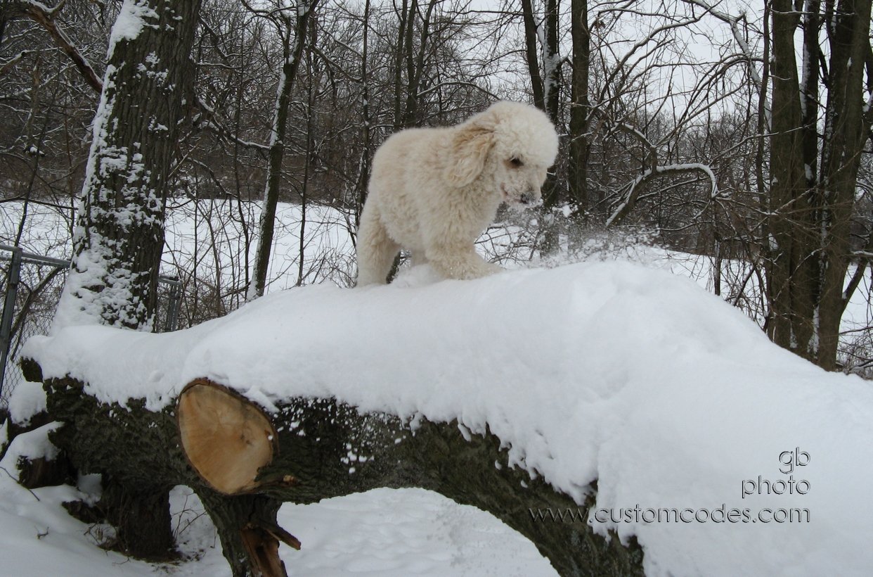 ElwoodTreeClimbing2010_12_25