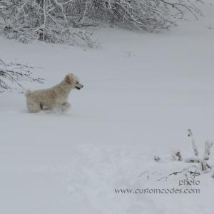 doginsnow 031