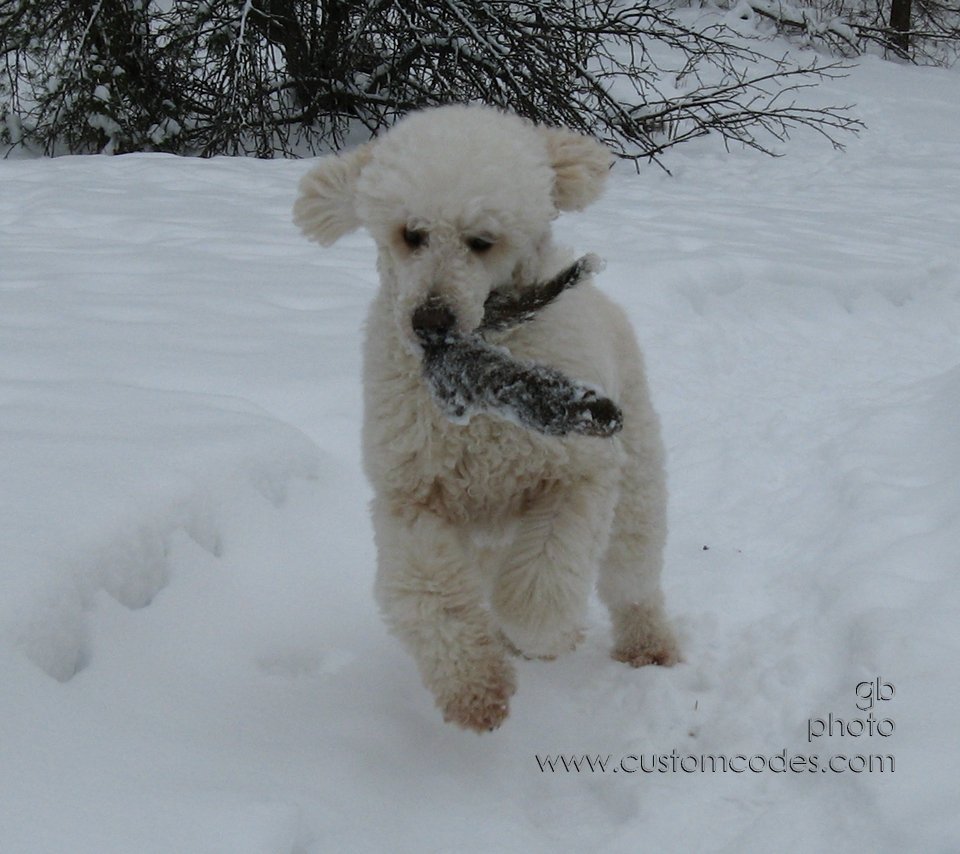 ElwoodAndSquirrel_2010_12_25