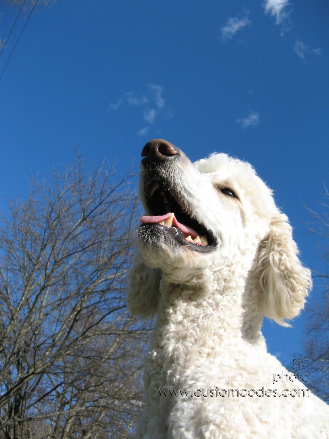 ElwoodSmiling20100403