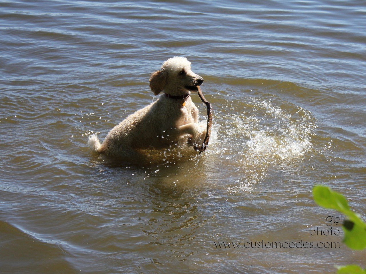 ElwoodFetching