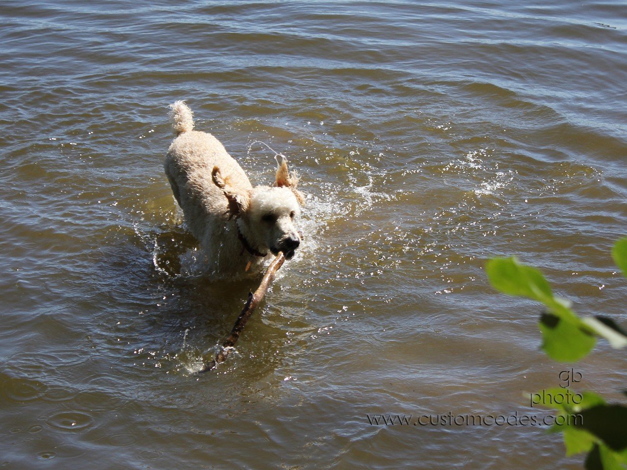 ElwoodWading3