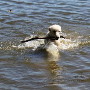 ElwoodWading1