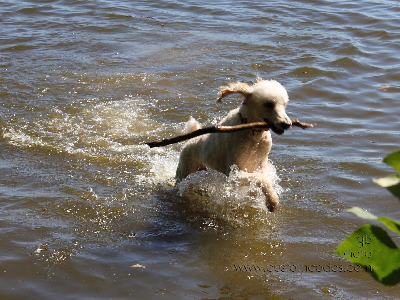 ElwoodWading2