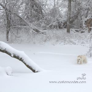 doginsnow 044