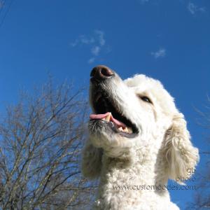 ElwoodSmiling20100403